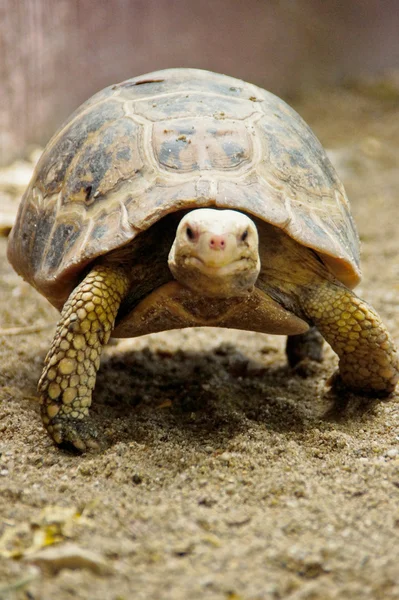 Land turtle moving slowly on the land — Stock Photo, Image