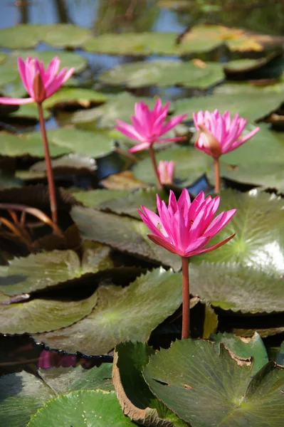 Water lily flower (lotus) The lotus flower (water lily) is natio — Stock Photo, Image
