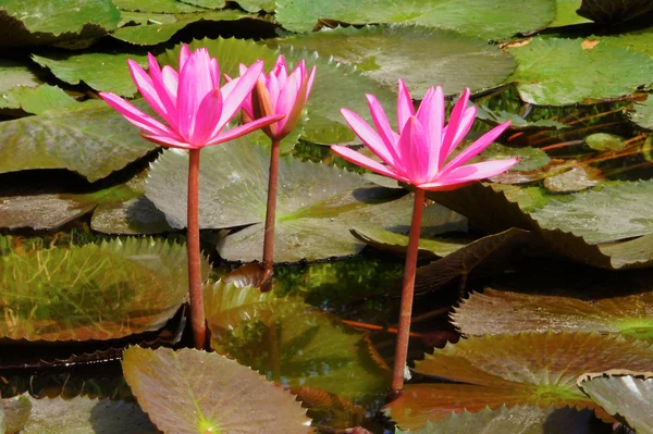 Water lily flower (lotus) The lotus flower (water lily) is natio — Stock Photo, Image