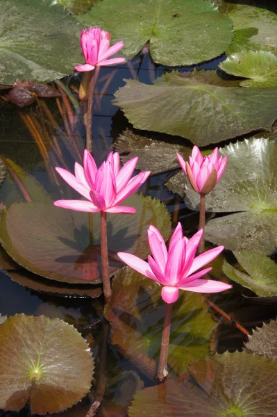 Vody lily květina (lotus) Lotosový květ (Nymphaeaceae) je natio — Stock fotografie