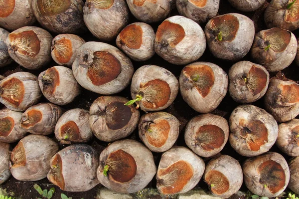 Sapling of coconut — Stock Photo, Image