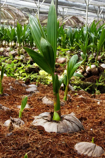 Arbustos de coco — Foto de Stock