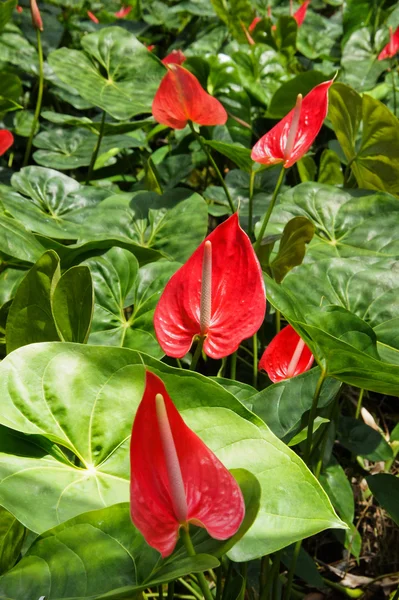 Giardino di fiori di Anthurium rosso . — Foto Stock