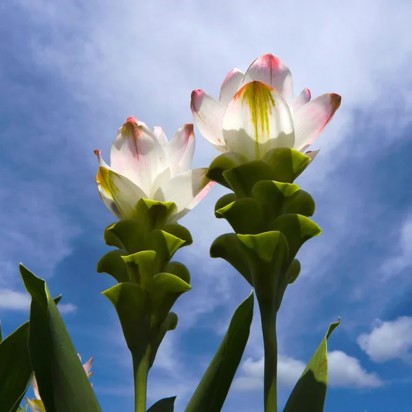 Tulipani bianchi di siam che fioriscono . — Foto Stock
