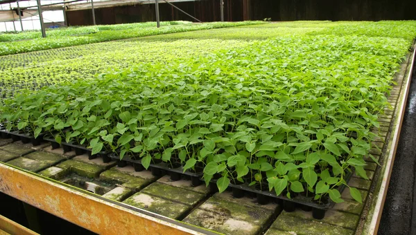 Sapling di Peperoncino — Foto Stock