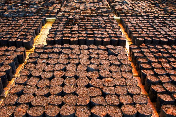 Salchichón de chile — Foto de Stock