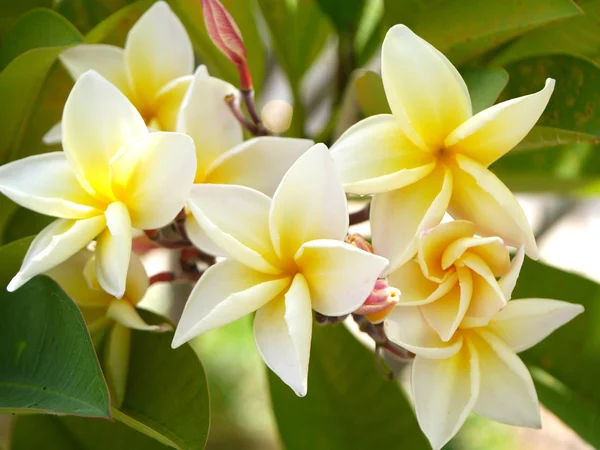 Frangipani flores tropicais, folhas verdes — Fotografia de Stock