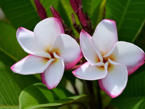 Frangipani tropische bloemen, groene lefs — Stockfoto