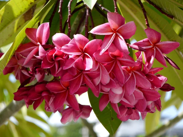 Frangipani tropik çiçekler, yeşil lefs — Stok fotoğraf