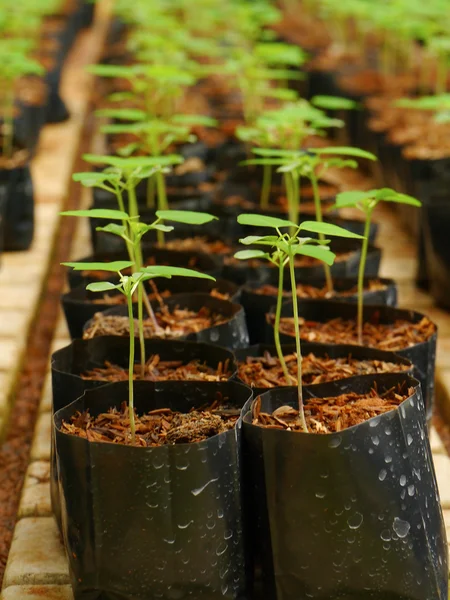 Sapling of papaya — Stock Photo, Image