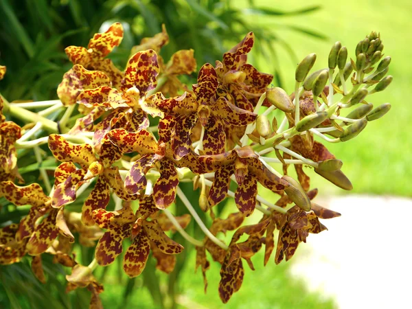 Найбільших орхідей в світ, наукова назва: grammatophyllum sp — стокове фото