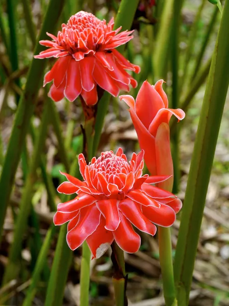 Fiore rosso di etlingera elatior — Foto Stock