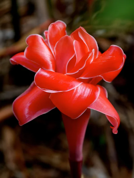 トーチ ジンジャーの赤い花 — ストック写真
