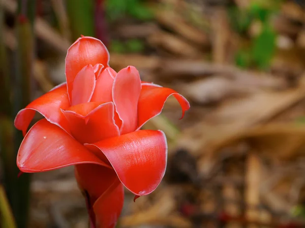 Flor vermelha de etlingera elatior — Fotografia de Stock