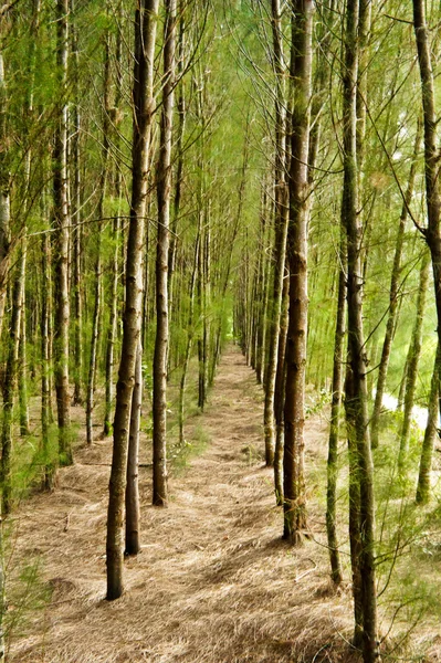 Bosque de pino — Foto de Stock