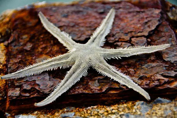 Global warming until dried starfish died. — Stock Photo, Image