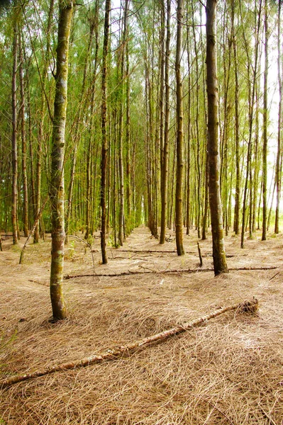 Bosque de pino —  Fotos de Stock