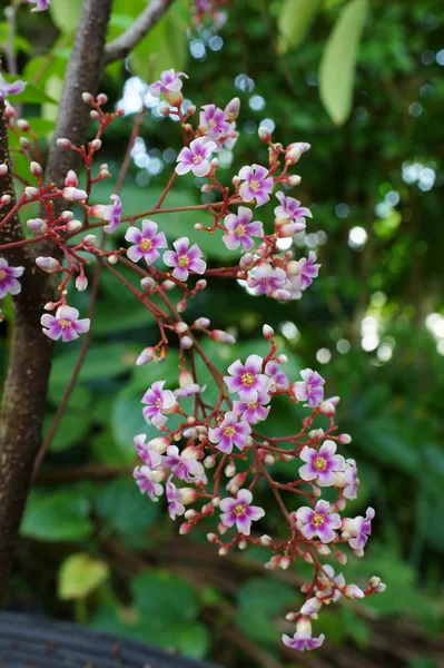 Flores de Carambola — Foto de Stock