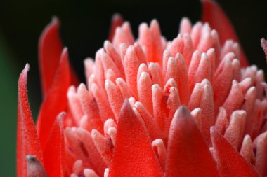 çiçekli bromeliads Close-Up.