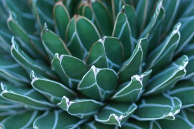 tavuk ve piliç ya da crassulaceae etli çiçek yakın çekim