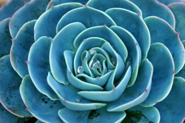 tavuk ve piliç ya da crassulaceae etli çiçek yakın çekim