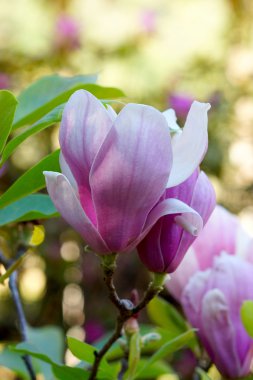 pembe Manolya çiçeği