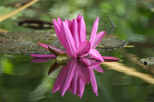 Beautiful pink waterlily or lotus flower. — Stock Photo, Image