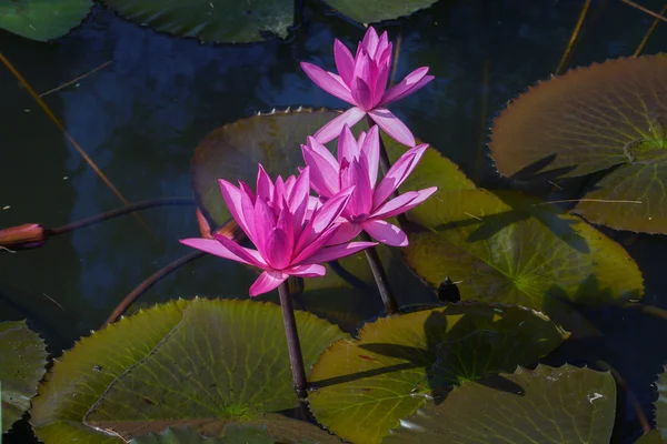 Piękny różowy kwiat lilii wodnej lub lotosu. — Zdjęcie stockowe