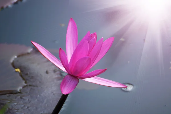 Mooie roze waterlelie of lotusbloem. — Stockfoto