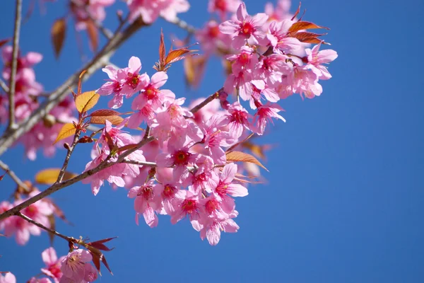 Flor rosa "Cereza del Himalaya salvaje ". — Foto de Stock