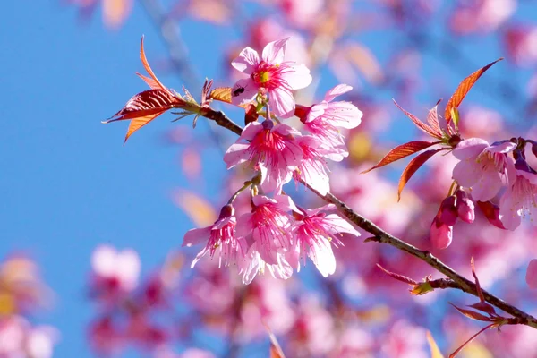 Růžový květ "divoké himálajské cherry". — Stock fotografie