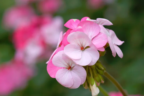 Flores de geranio en el jardín — Foto de Stock