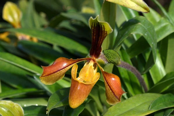 Lady Slipper Orchid Paphiopedilum — Stock Photo, Image