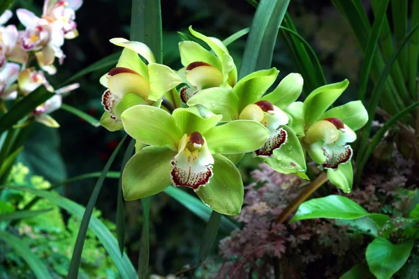 Gröna orkidé paphiopedilum — Stockfoto