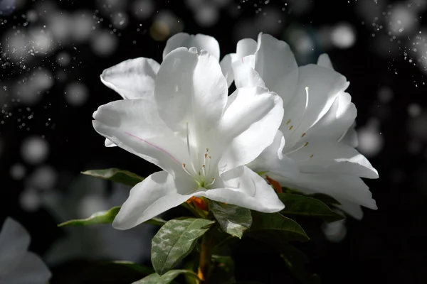 Il parco è tappezzato con fiori di azalea bianca . — Foto Stock