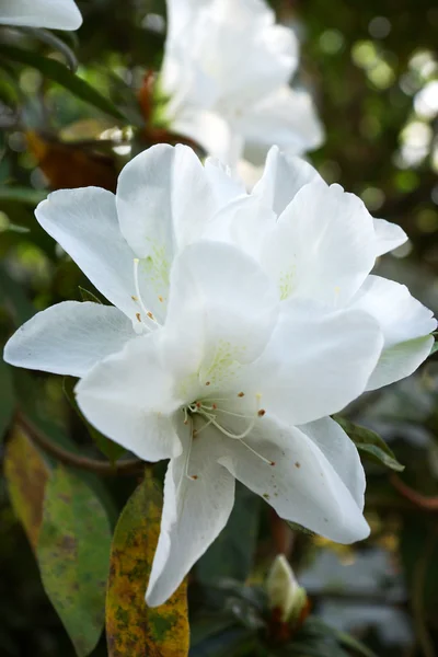 El parque está alfombrado con flores de azalea blanca . — Foto de Stock