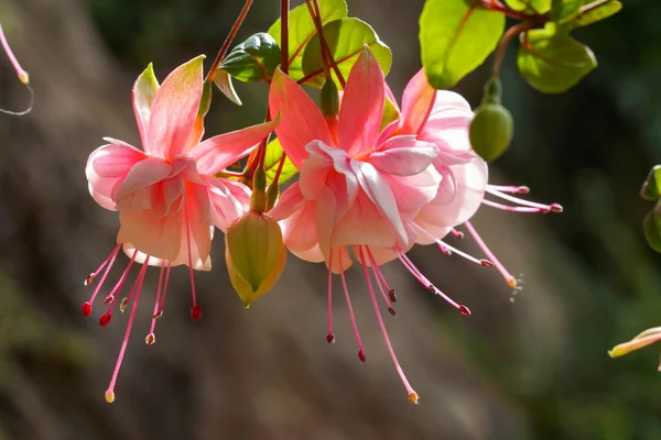 Vackra fuchsia blommor — Stockfoto