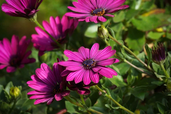 Flores púrpuras en el jardín —  Fotos de Stock