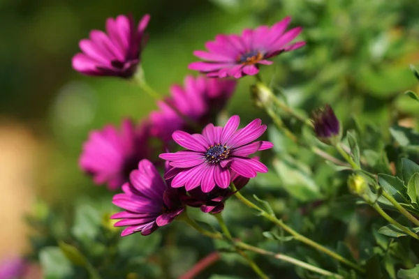 Paarse bloemen in de tuin — Stockfoto