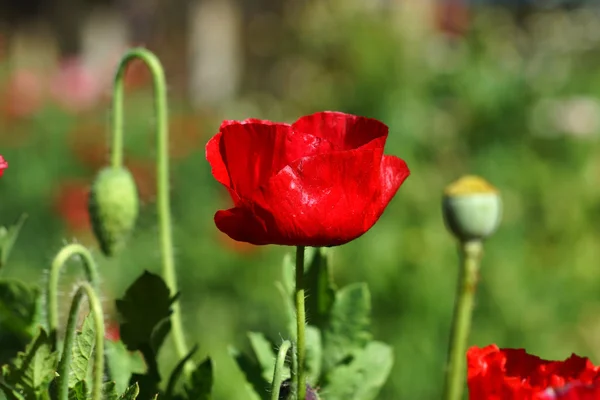 Vallmoblommor i trädgården — Stockfoto