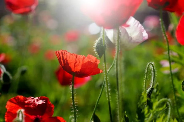 Poppy flowers in the garden — Stock Photo, Image