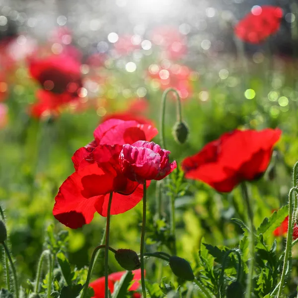 Poppy flowers in the garden — Stock Photo, Image