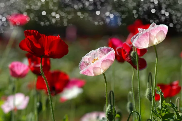 Vallmoblommor i trädgården — Stockfoto