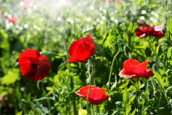 Flores de amapola en el jardín —  Fotos de Stock