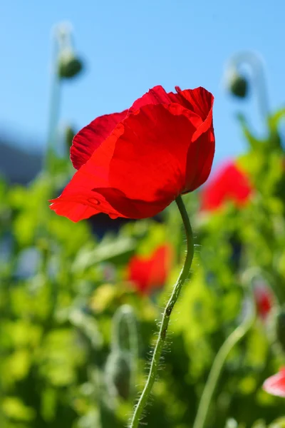 Flores de papoula no jardim — Fotografia de Stock