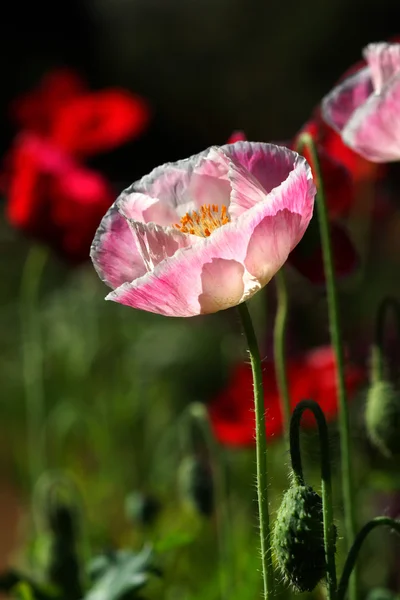 Цветы мака в саду — стоковое фото