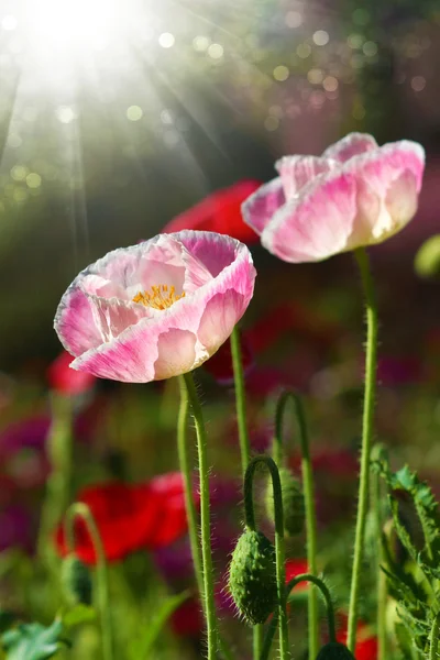 Poppy flowers in the garden — Stock Photo, Image