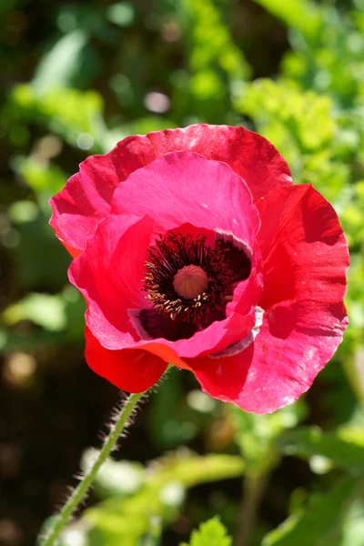 Poppy flowers in the garden — Stock Photo, Image