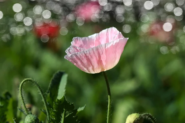 Poppy flowers in the garden — Stock Photo, Image