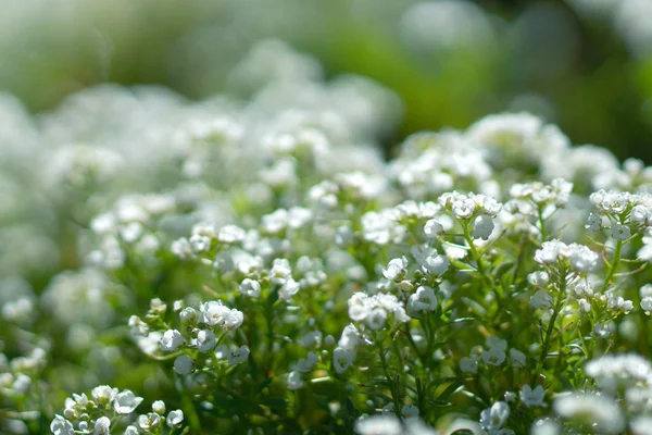 Fiori dolci di alison — Foto Stock